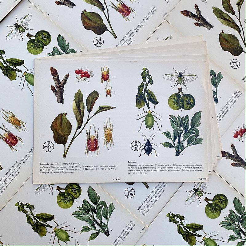 carte éducative pharmacie bayer araignée rouge puceron chimie laboratoire phytochim
