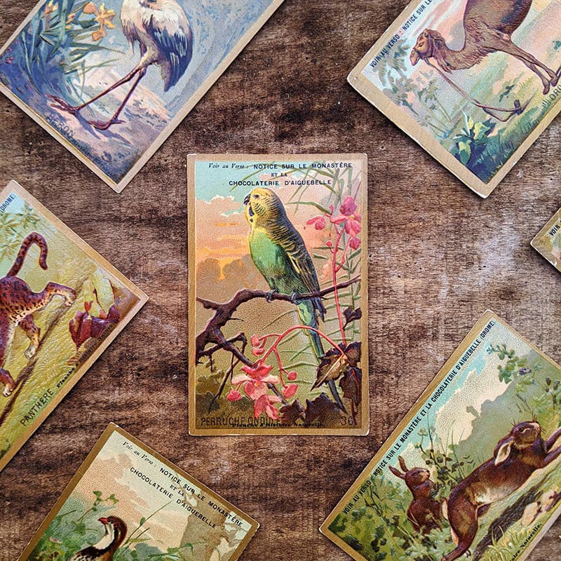 Chromo "Animaux" Chocolats d'Aiguebelle 1900