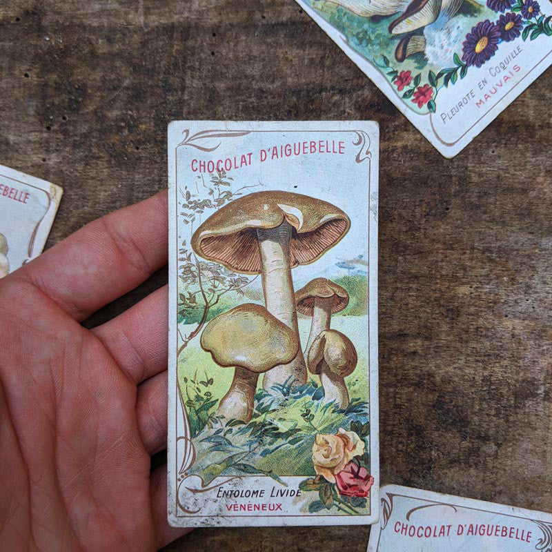 Chromo "Champignons" Chocolats d'Aiguebelle 1900