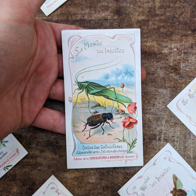 Chromo "Insectes" Chocolats d'Aiguebelle 1900