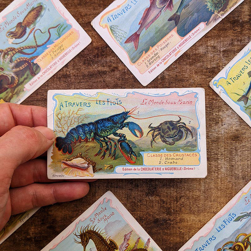 Chromo "Poissons" Chocolats d'Aiguebelle 1900
