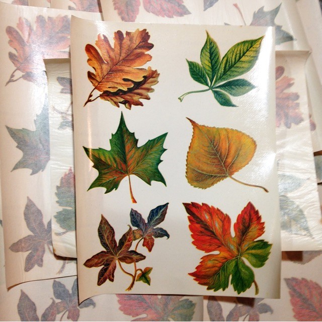 Décalcomanie 6 Grandes Feuilles n°41