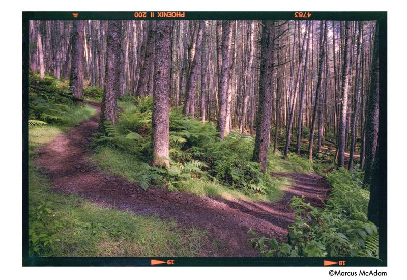 Harman Phoenix pellicule argentique couleur 120 200 iso film photographie