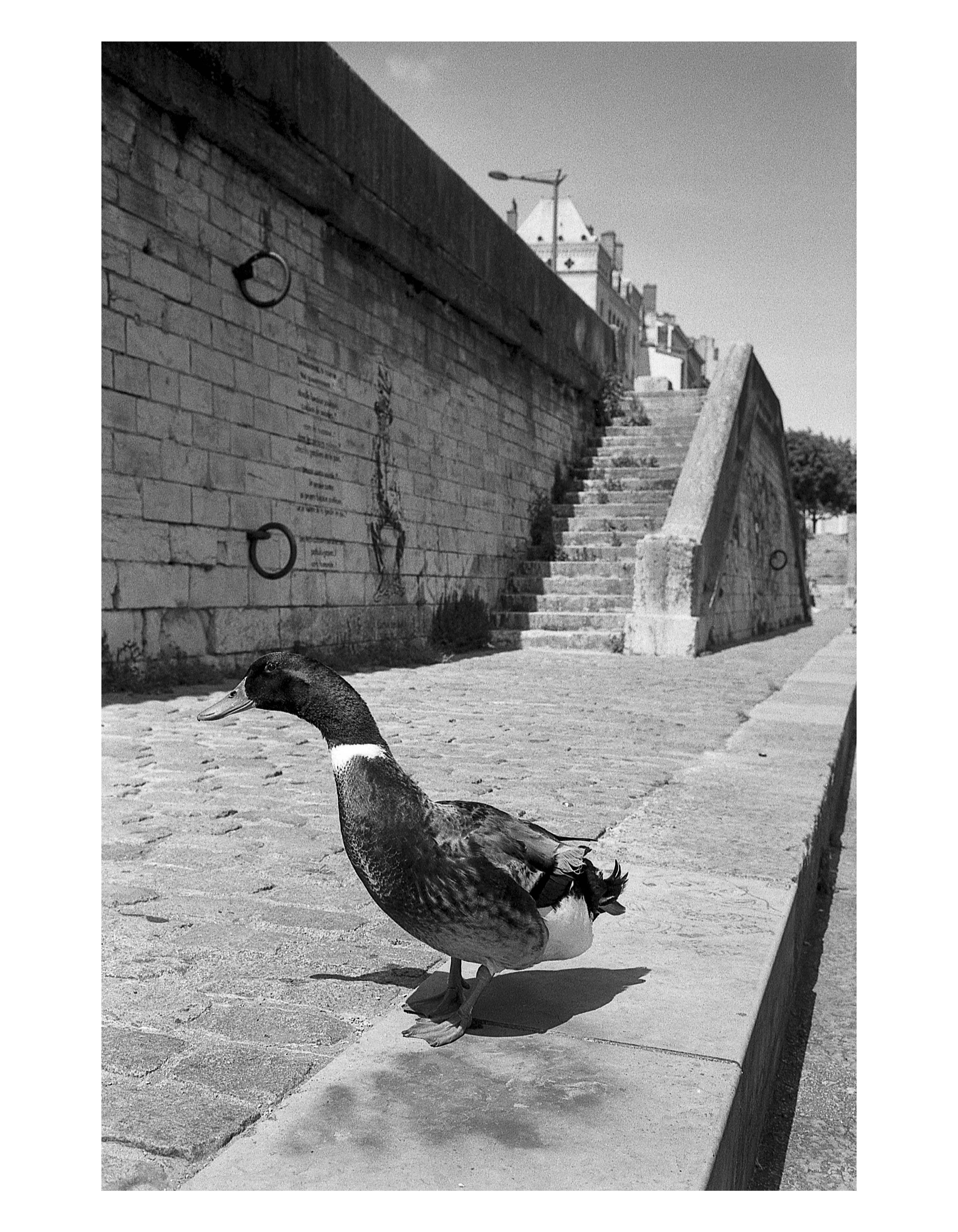ilford fp4 plus 125 film 120 pellicule argentique moyen format test photo image rendu exemple