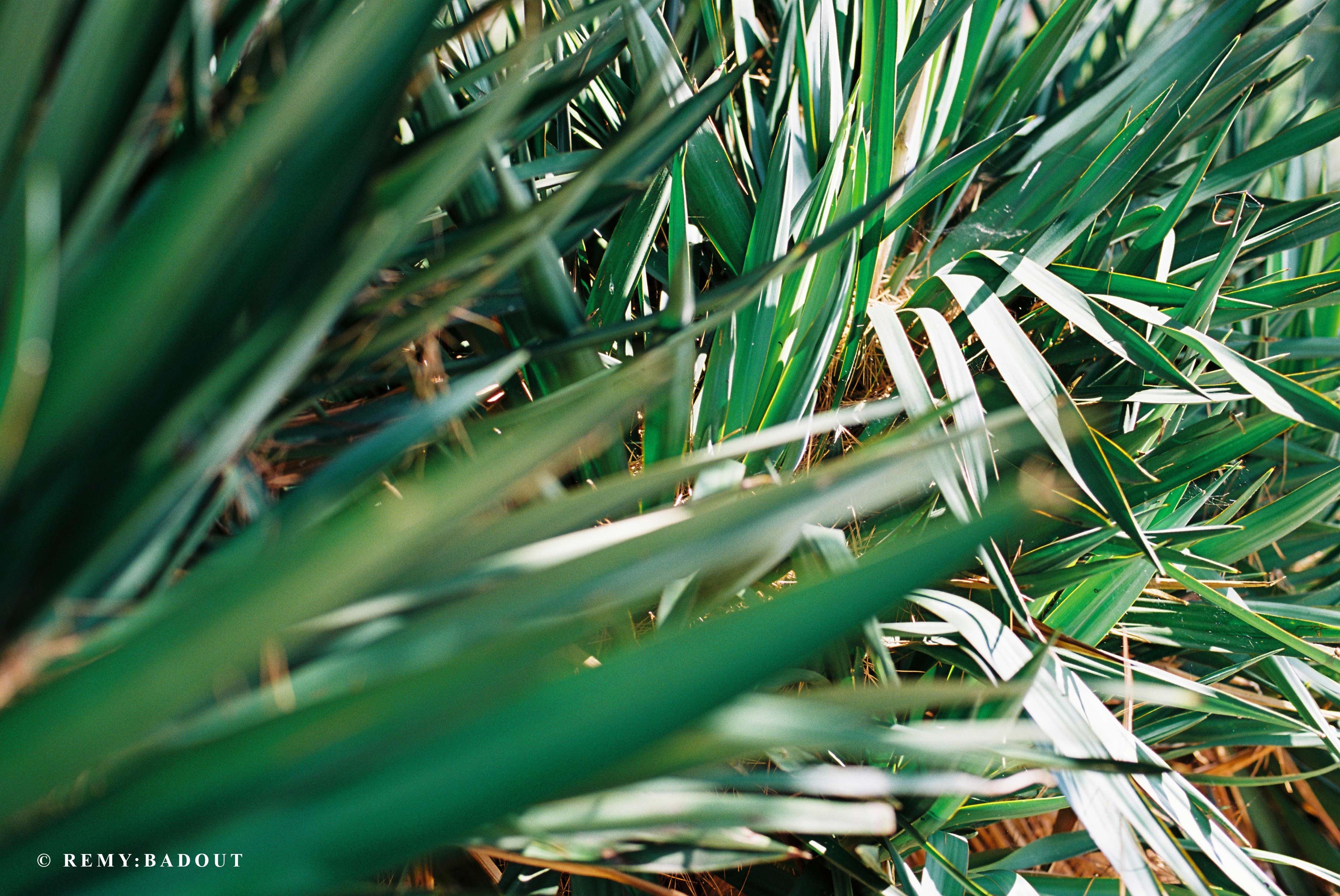 pellicule 35mm ektar 100 kodak iso 100 135 couleur arentique photographie