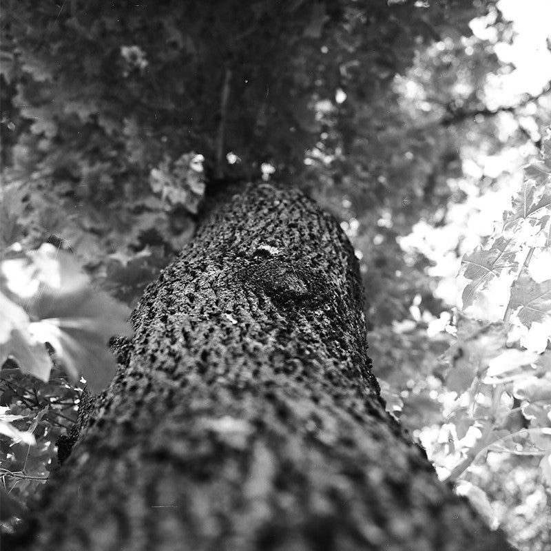 svema astrum ltd foto bw 100 iso noir et blanc argentique 120 film pellicule photographie