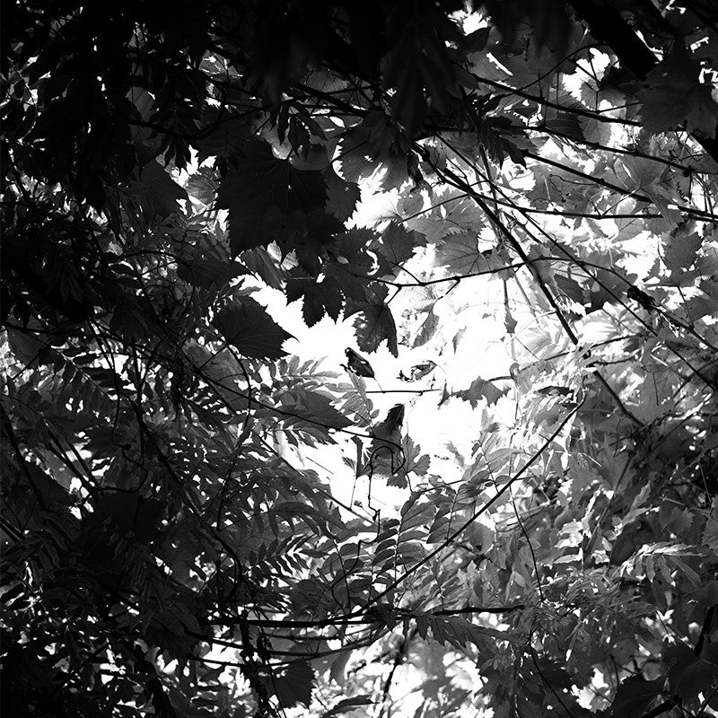 svema astrum ltd foto bw 100 iso noir et blanc argentique 120 film pellicule photographie