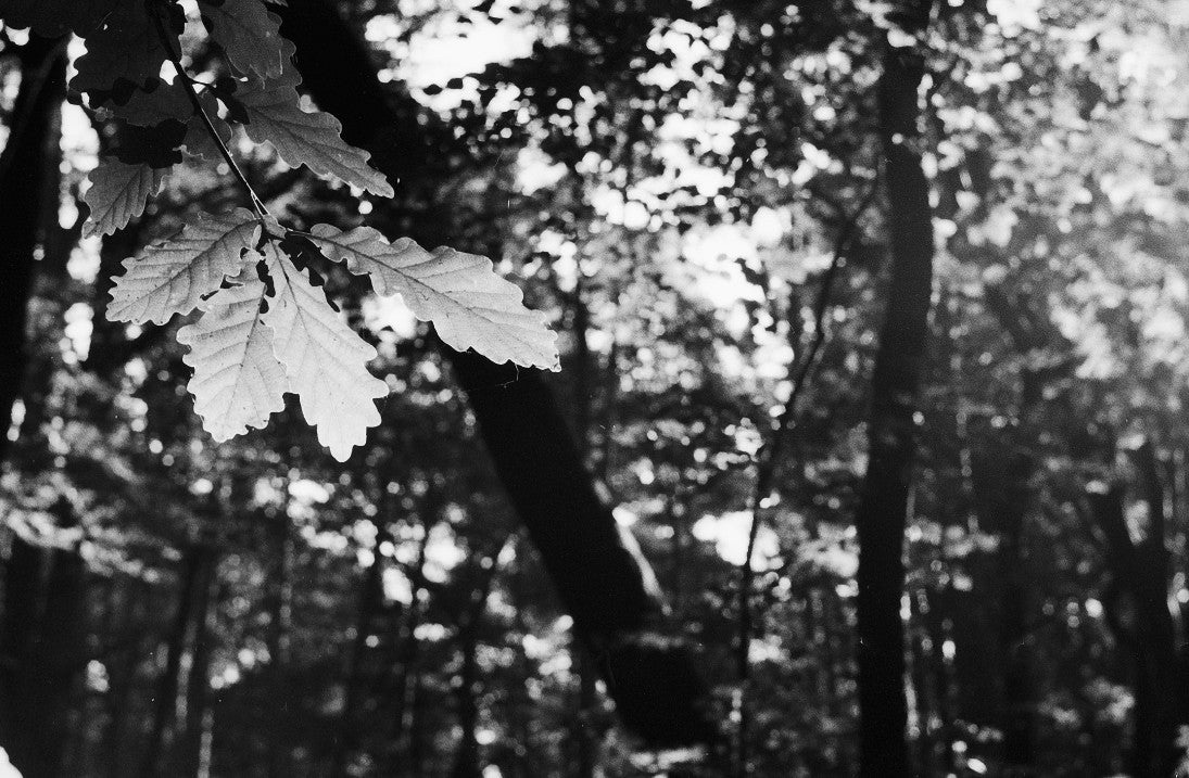 washi film d 500 iso sputnik 35mm noir et blanc forte acutance précis aérien