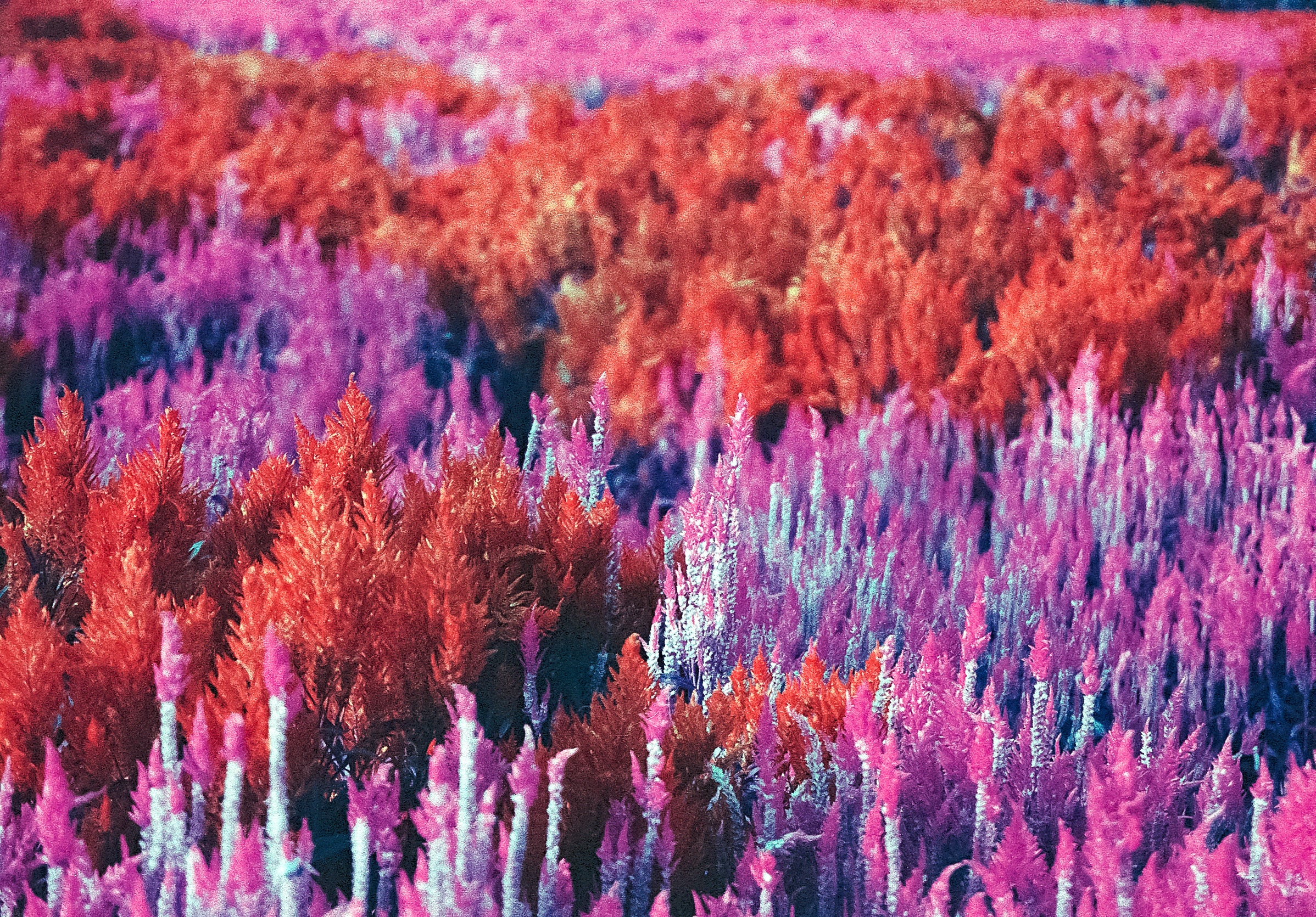 Lomochrome Purple 110 Film