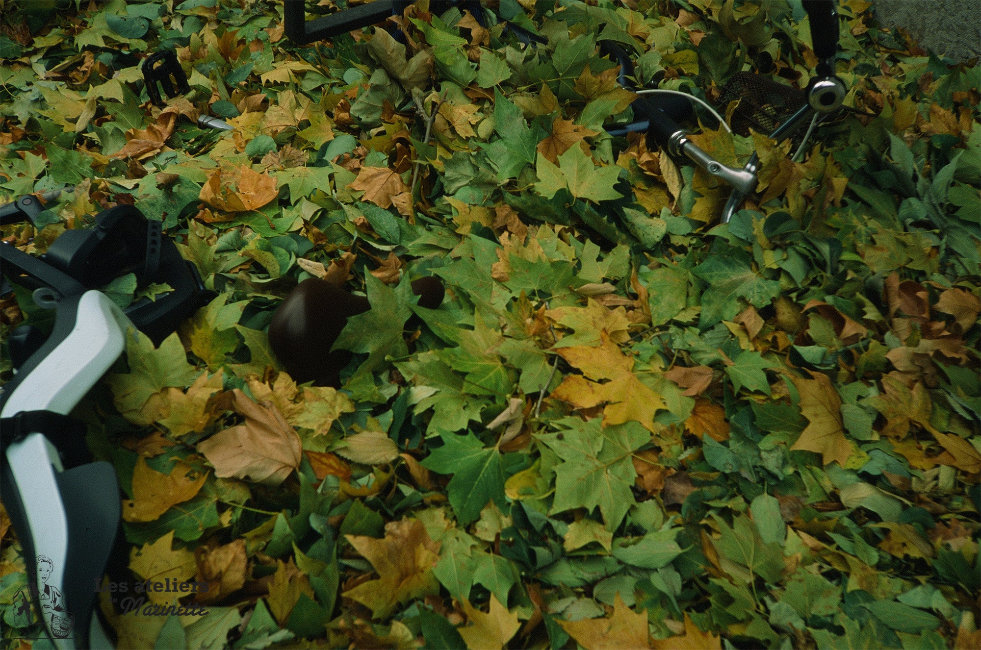 provia 100f 35mm fuji fujifilm 36 poses fujichrome diapo couleur diapositives 100 test photo rendu exemple