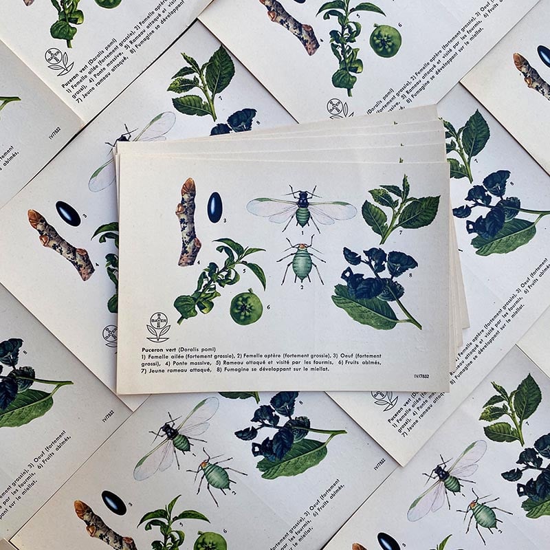carte éducative pharmacie bayer puceron vert chimie laboratoire phytochim