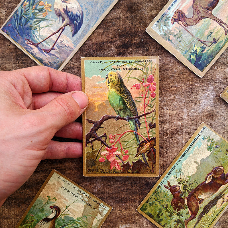 Chromo "Animaux" Chocolats d'Aiguebelle 1900