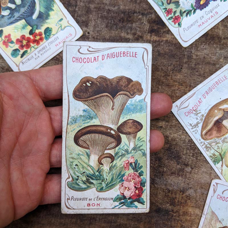 Chromo "Champignons" Chocolats d'Aiguebelle 1900