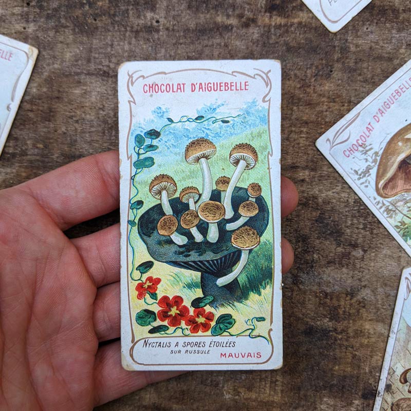 Chromo "Champignons" Chocolats d'Aiguebelle 1900