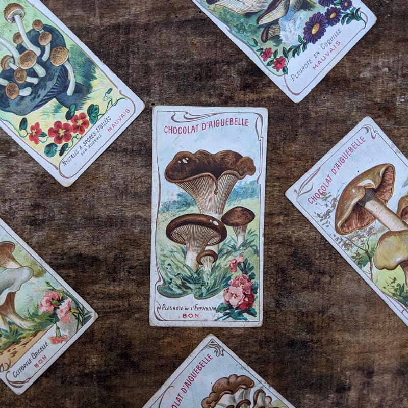 Chromo "Champignons" Chocolats d'Aiguebelle 1900