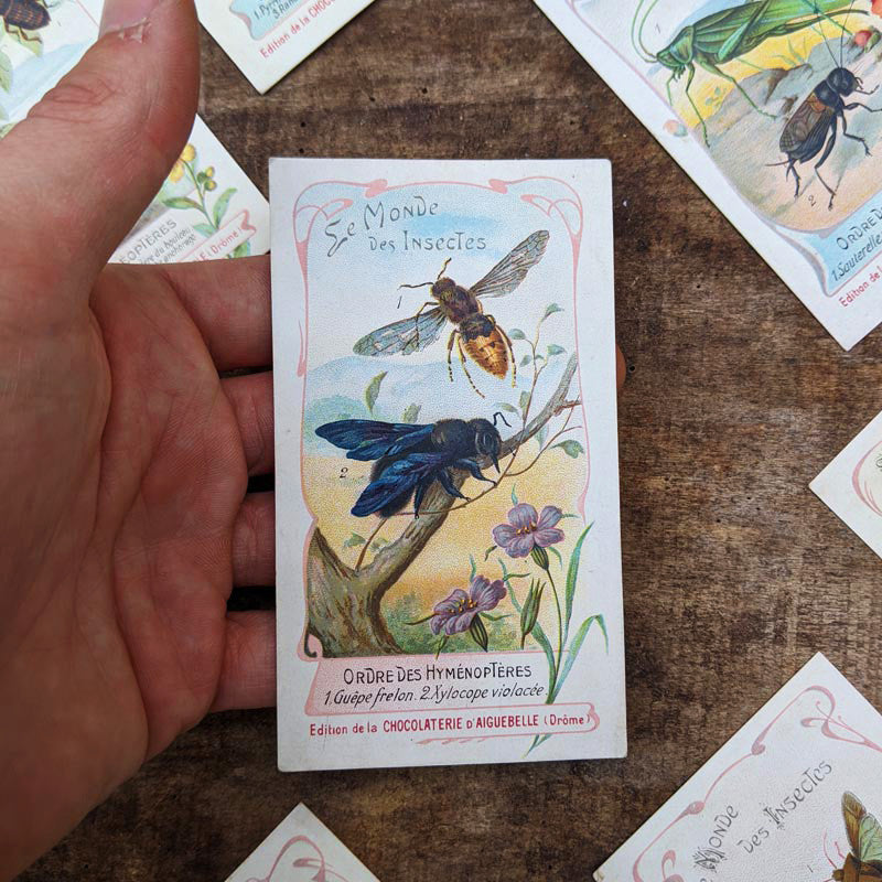 Chromo "Insectes" Chocolats d'Aiguebelle 1900