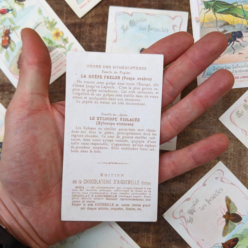 Chromo "Insectes" Chocolats d'Aiguebelle 1900