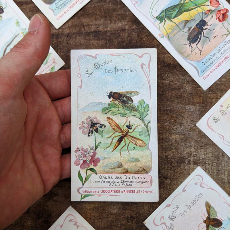 Chromo "Insectes" Chocolats d'Aiguebelle 1900
