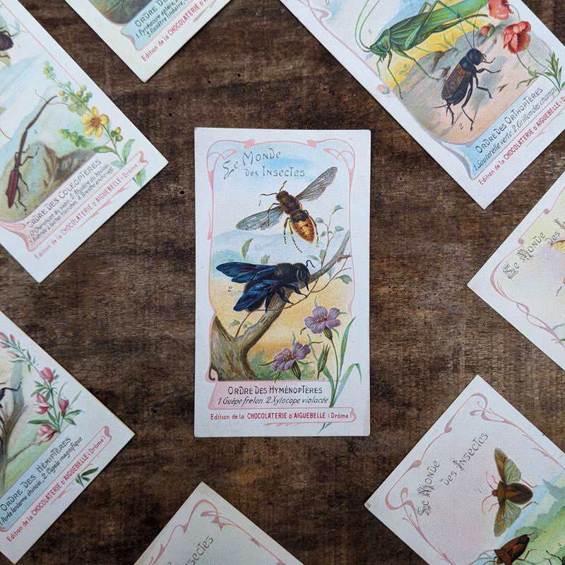 Chromo "Insectes" Chocolats d'Aiguebelle 1900