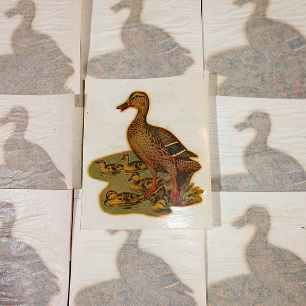 Decal Duck and Ducklings No. 52
