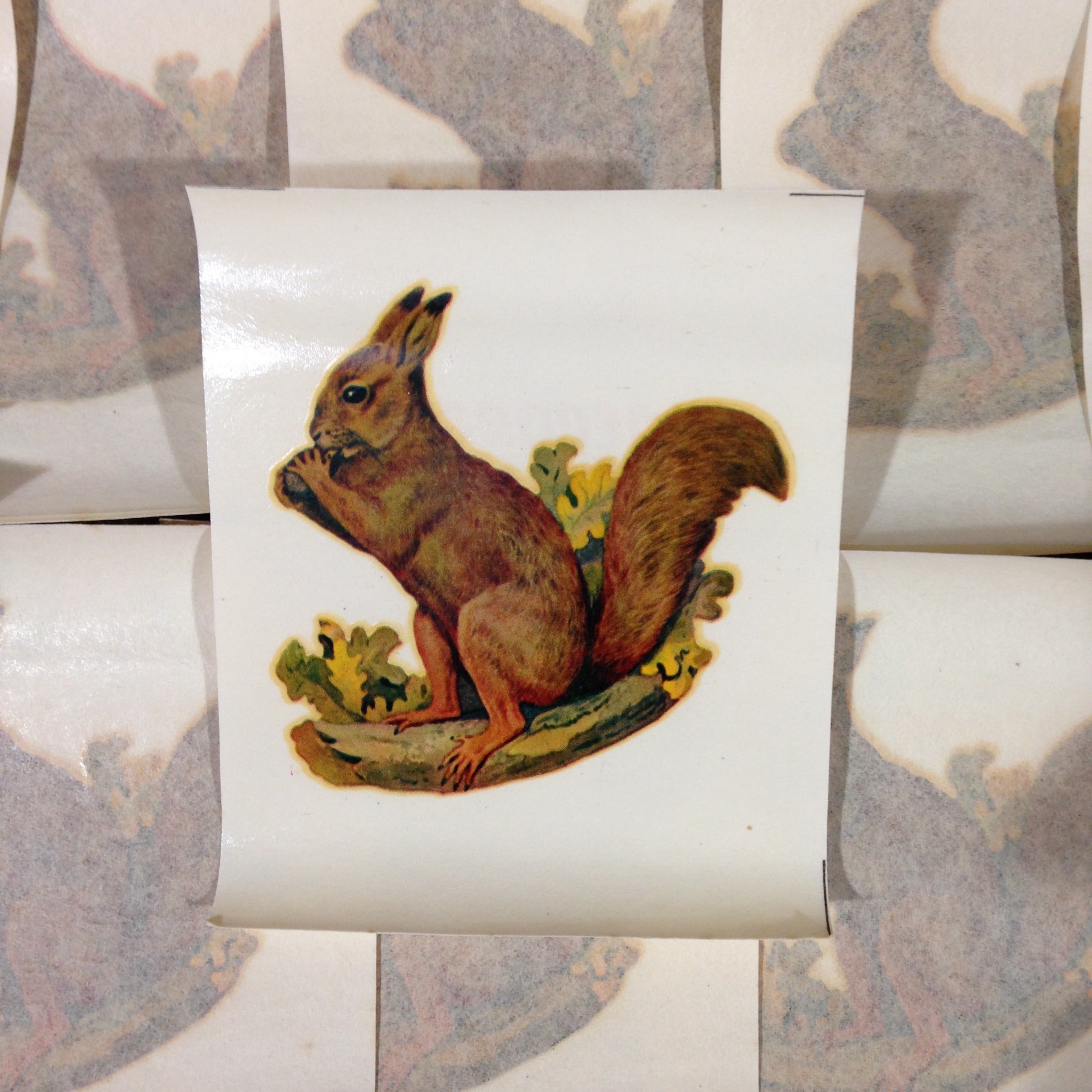 Squirrel Decal No. 27