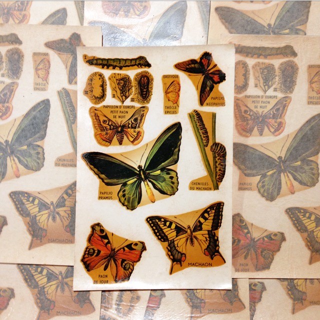 Butterfly Decal n°32
