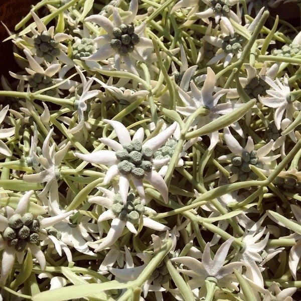 fausse edelweiss plastique factice fleur montagne alpes