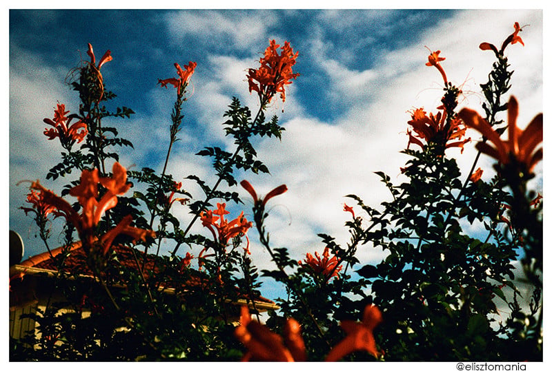 Harman Phoenix pellicule argentique couleur 35mm 200 iso film photographie
