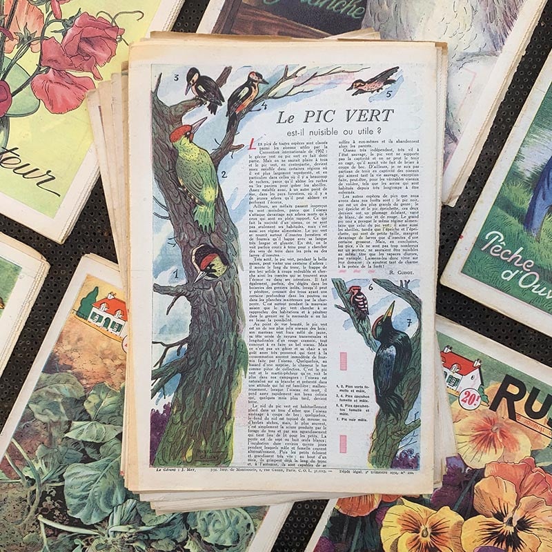 journal revue rustica campagne jardin jardinage ancien vintage papier illustré illustration exemplaire numéro 1950 1954 1955