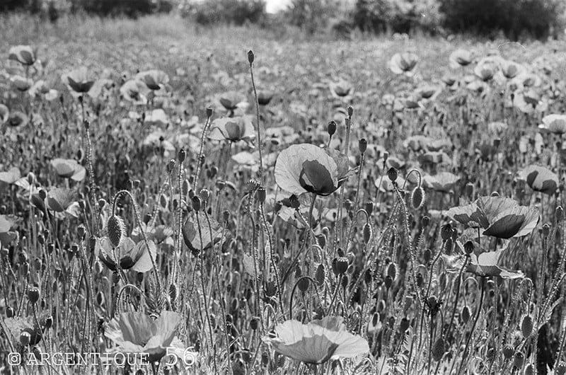 kentmere pan 200 pellicule argentique 35mm 24x36 135 noir et blanc 200 iso film