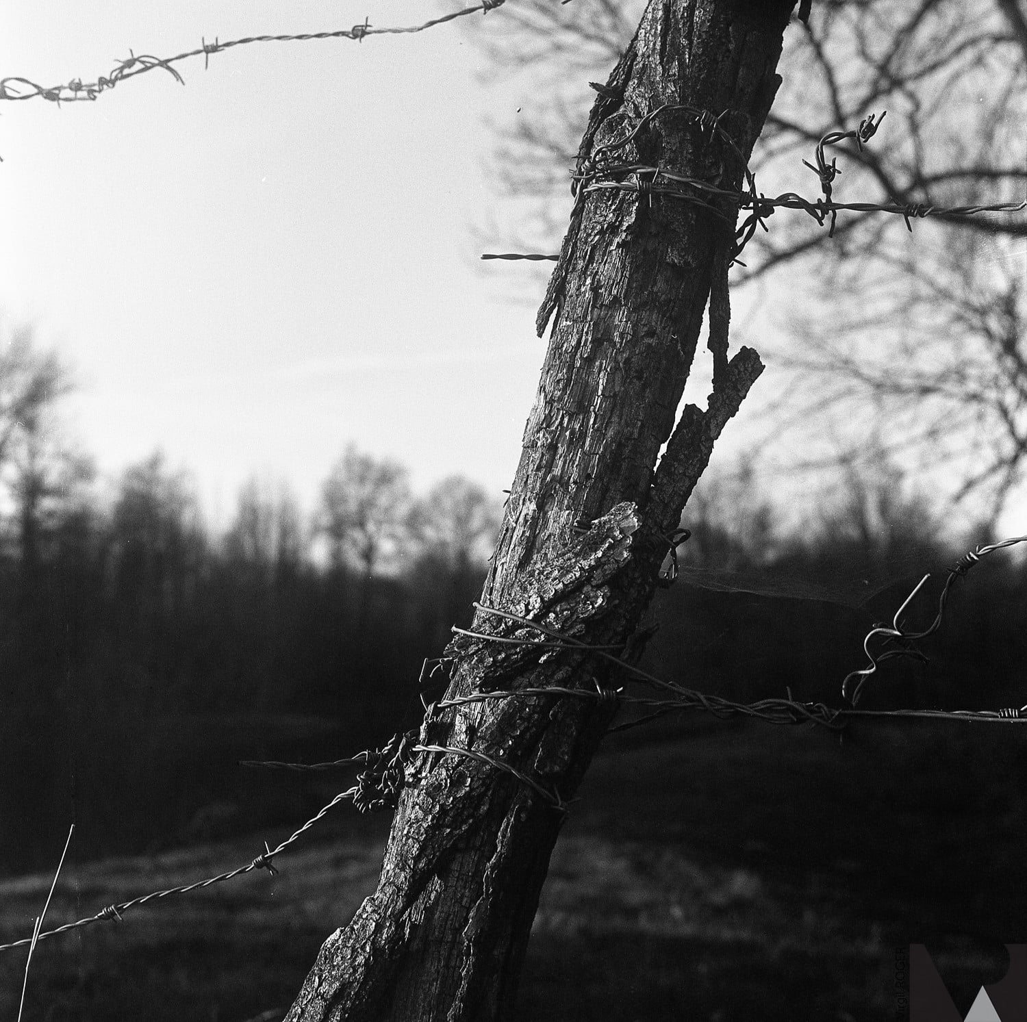kodak tri-x 400 film pellicule argentique noir et blanc rendu test photo exemple image