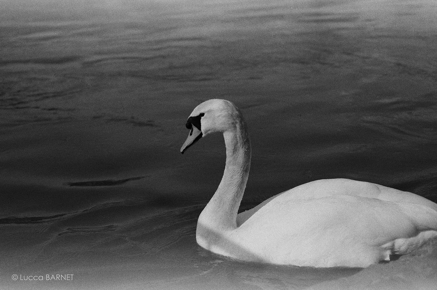 Marinette Vintage Film M101 Pellicule Ancienne Périmée noir et blanc Orwo NP55 50 Iso 25 Iso voilage grain ancien