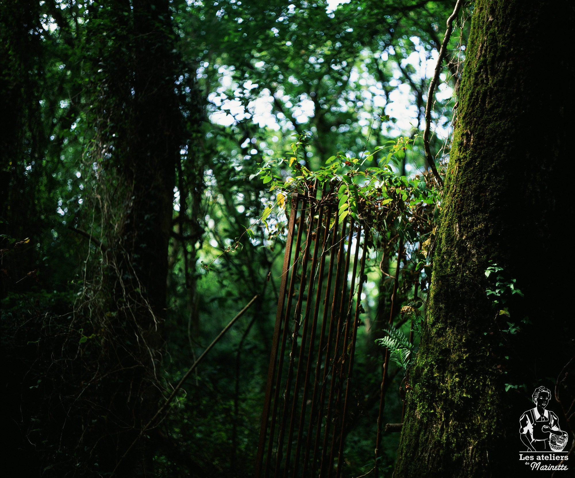 pellicules film fuji fujifilm velvia 50 120 moyen format 6 6 diapositive couleur diapo iso 50 exemple photo