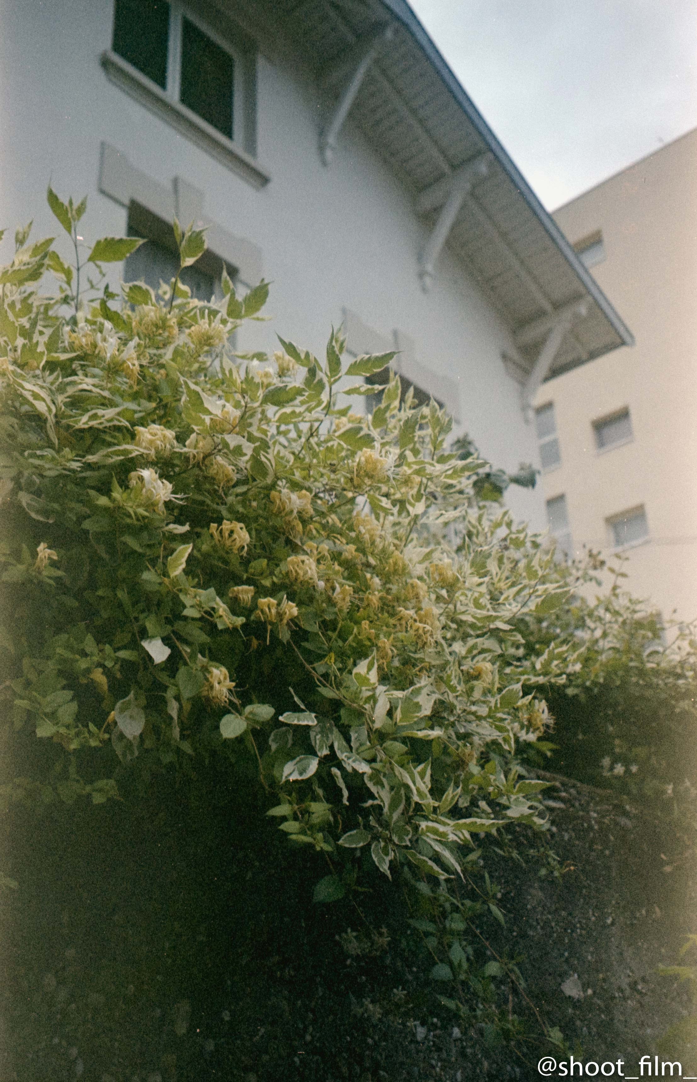 pellicule périmée argentique 35mm couleur fuji fujifilm superia 100 24 poses exemple photo test