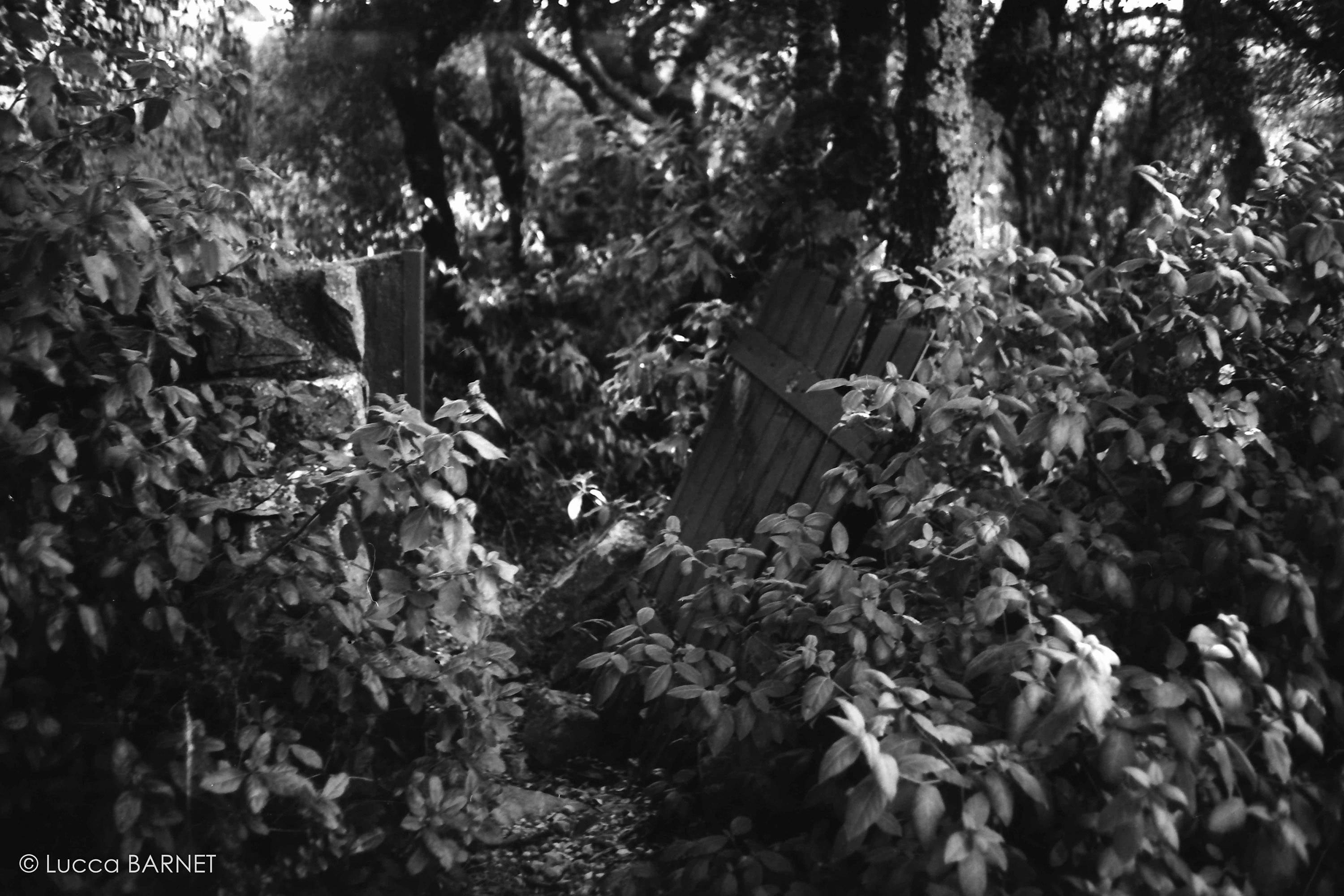 Rollei Retro 80s 80 35mm 135 36 pellicule argentique noir et blanc film exemple test essai