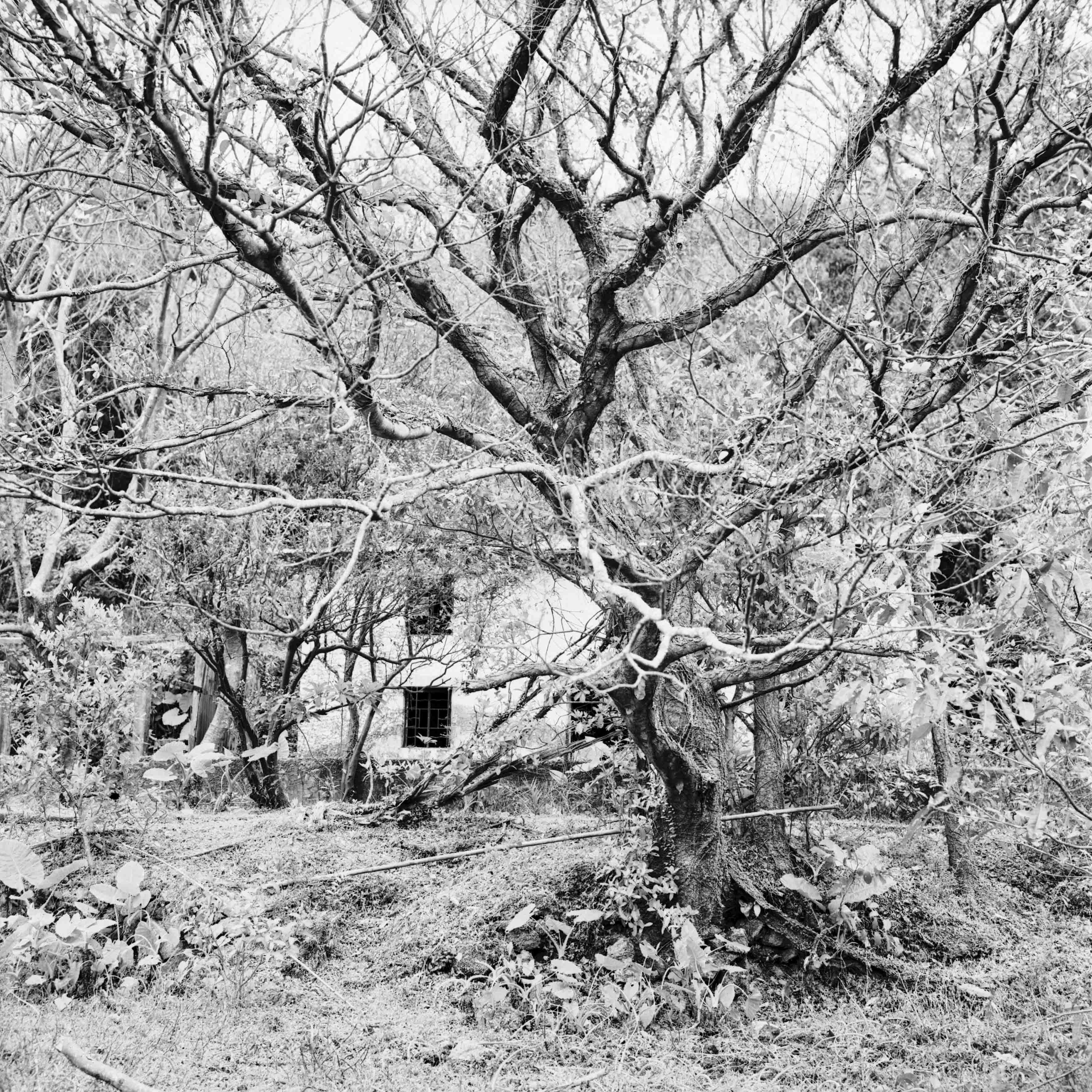 Rollei RPX 25 - 120