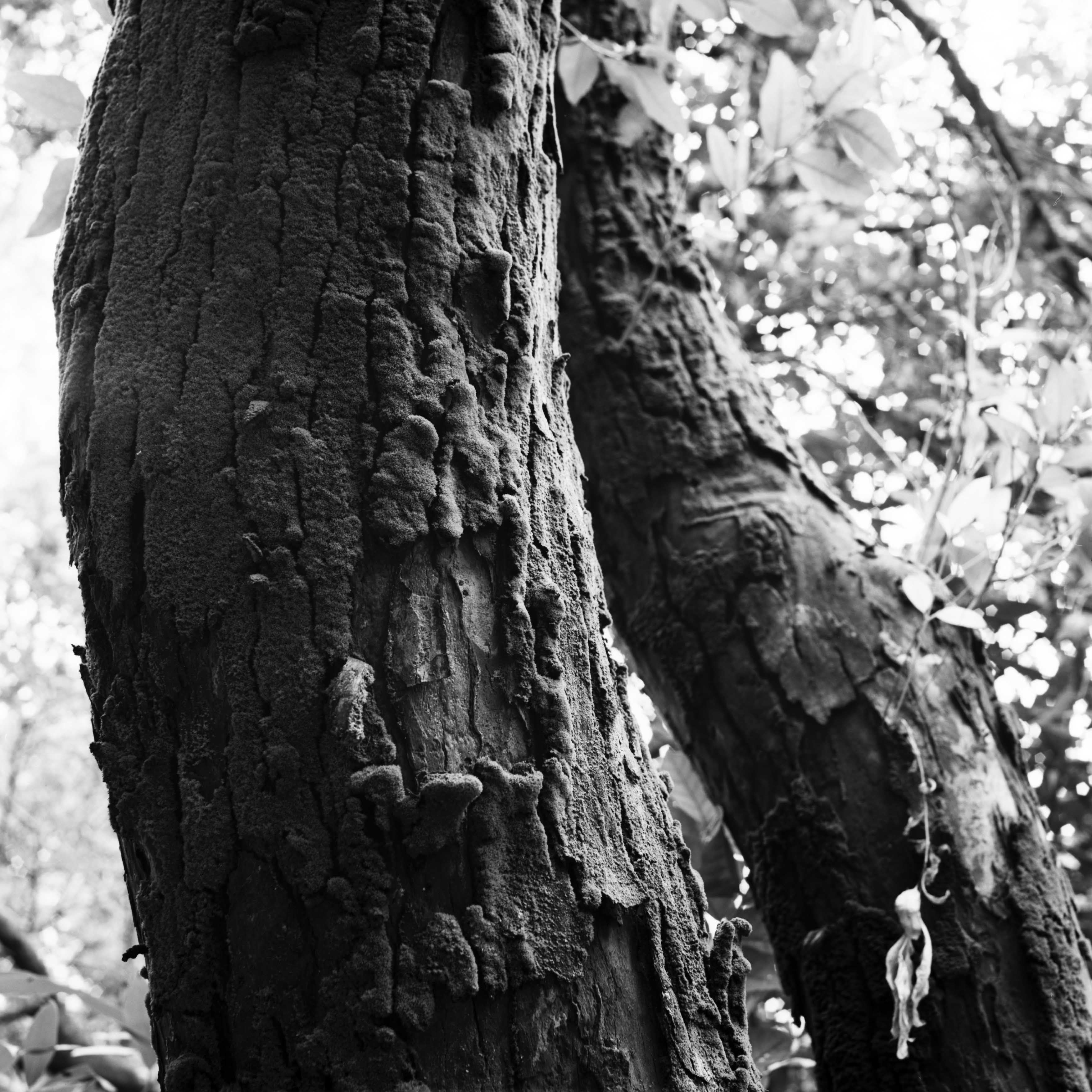 Rollei RPX 25 35mm
