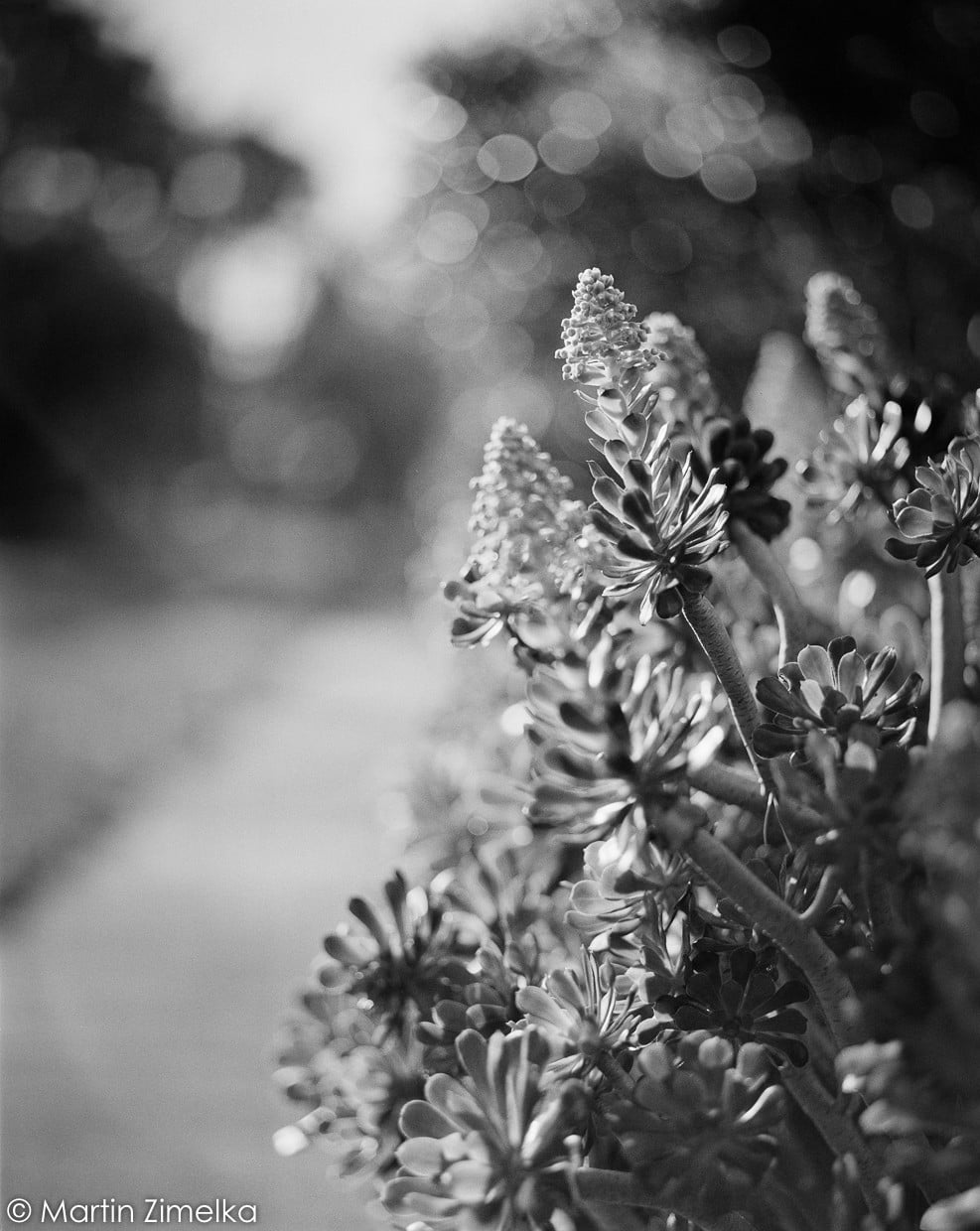 Rollei RPX 400 pellicule argentique noir et blanc film test rendu exemple photo image