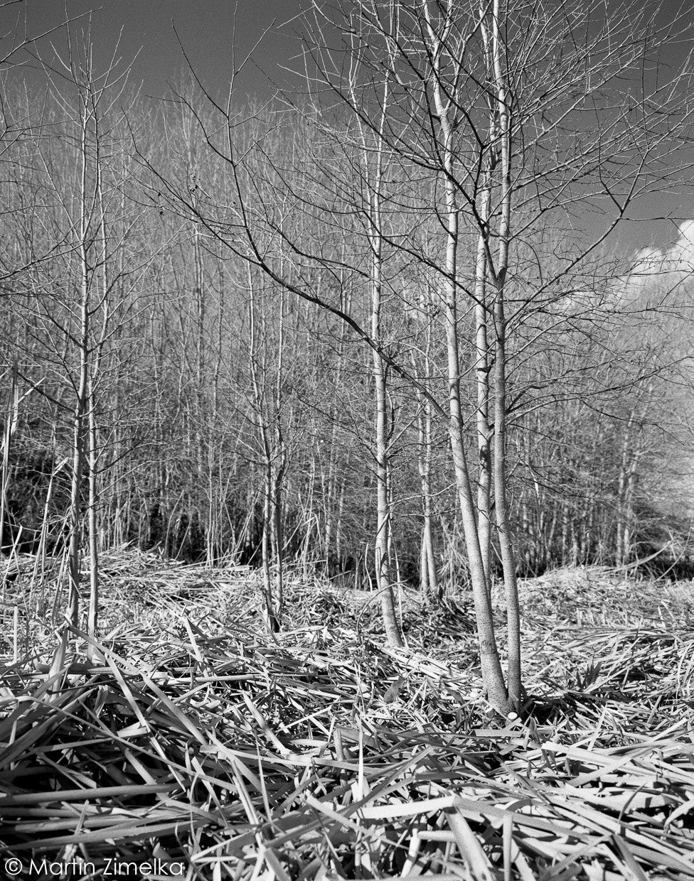 Rollei RPX 400 pellicule argentique noir et blanc film test rendu exemple photo image