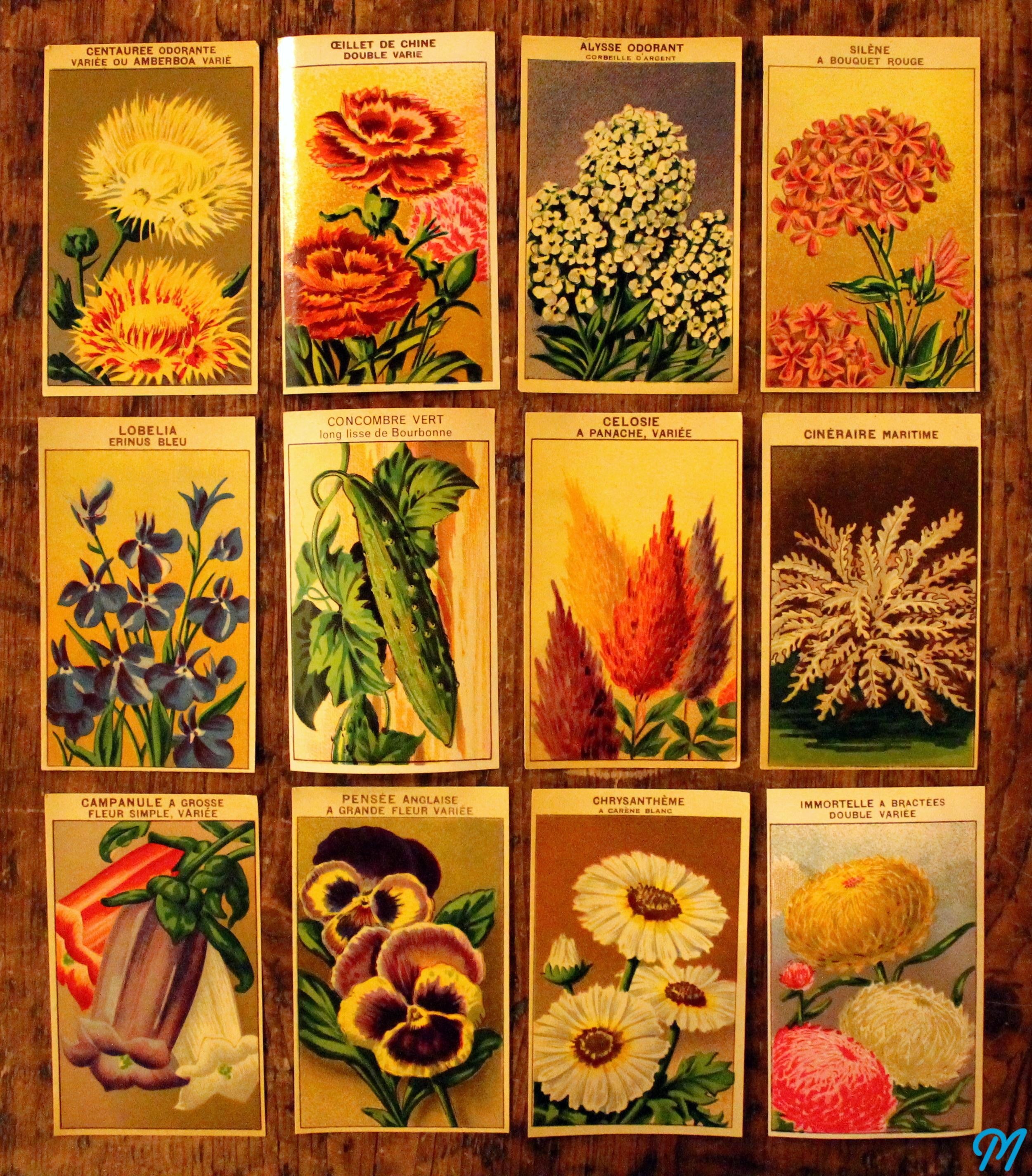 etiquette grainetier ancienne etiquettes anciennes papier vintage 1950 1960 fleurs